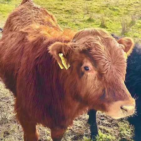 The Cosy Farm Cottage, Donegal Inver