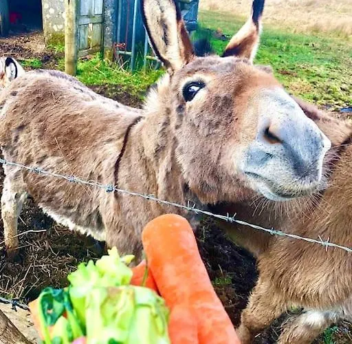 The Cosy Farm Cottage, Donegal Holiday home