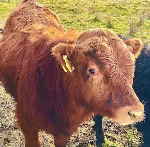 The Cosy Farm Cottage, Donegal Inver