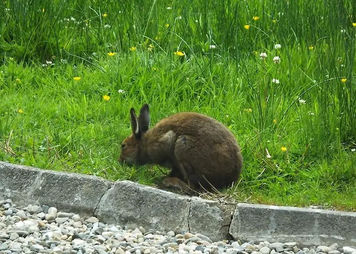 The Cosy Farm Cottage, Donegal Holiday home Inver